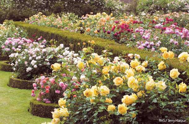 初夏に訪れたいイングランドのバラ園 おすすめローズ ガーデン