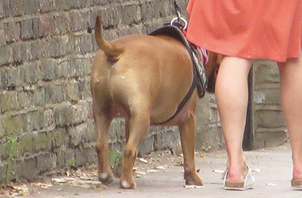 しつけの良い犬は人の左側を歩く?