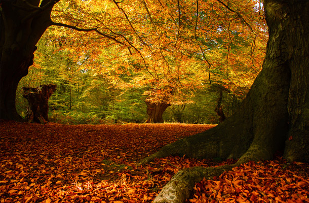 Epping Forest