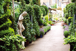 Clifton Nurseries