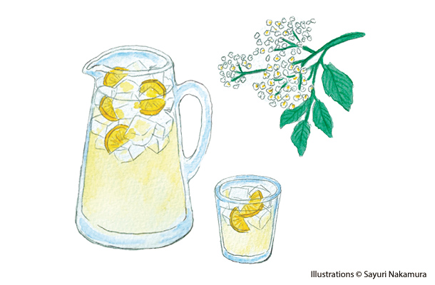 Elderflower Cordial