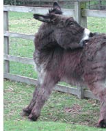 Hackney City Farm