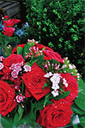 Stems