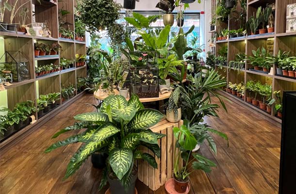 Plant Designs Shop