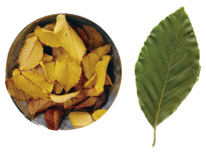 Beech