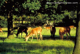 Richmond Park