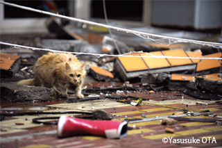 浪江町の崩壊したショッピングセンターにいた猫