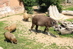 チェスター動物園