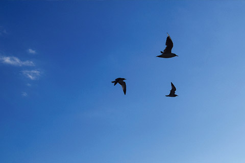 キッズ「空飛ぶカモメ」