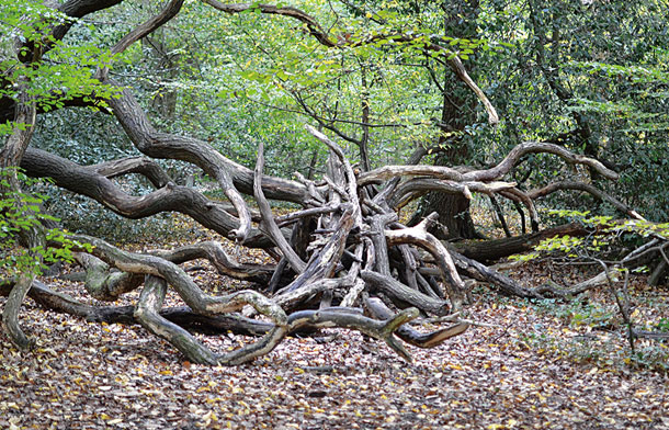 Queen's Wood