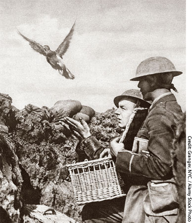 第1次世界大戦中、仏軍で使われた伝書鳩