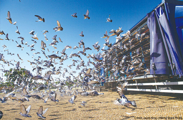 異常気象などの問題もあり、鳩レースの開催は今後苦労を強いられることになりそうだ