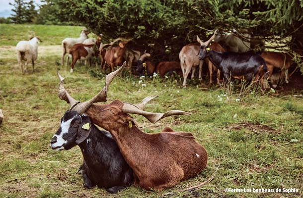 動物たちと触れ合えるレ・ボヌール・ドゥ・ソフィー農場の農泊が人気