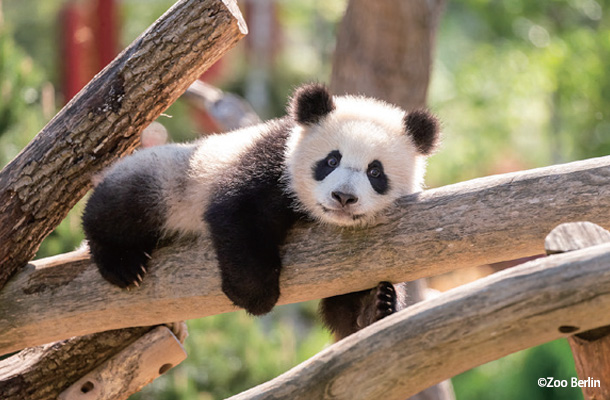 ベルリン動物園