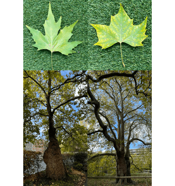 南西アジア産のプラタナス（左）とロンドンのプラタナス（右）