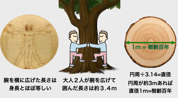 樹齢100年の推定方法