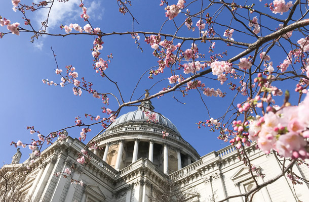 ロンドンの桜の名所5選 - おすすめ桜スポットと英国の桜豆知識