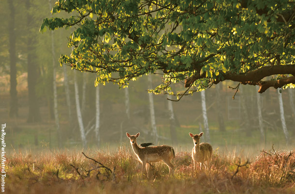 Richmond Park