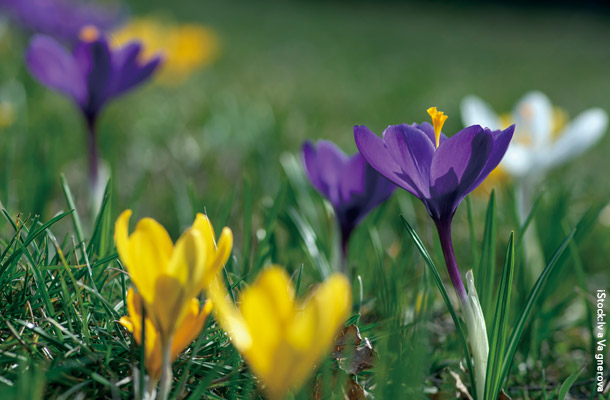 Crocus