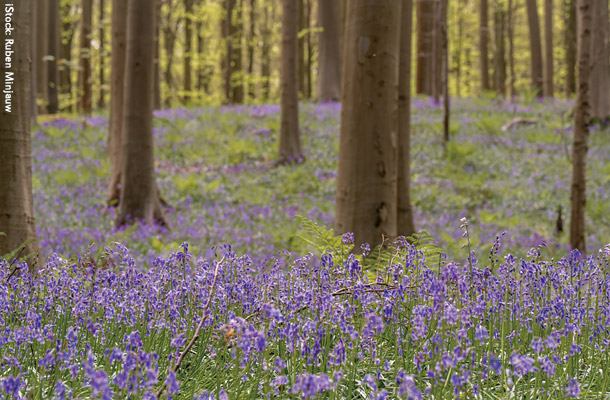 Bluebell