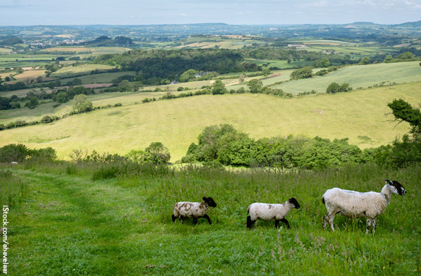 英南西部ドーセットの緑の草に覆われた丘陵地帯